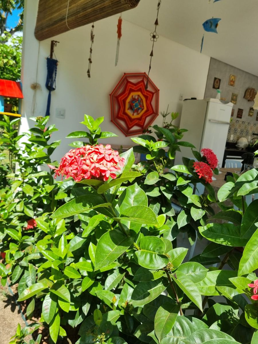 Casa Odara — Flores do jardim